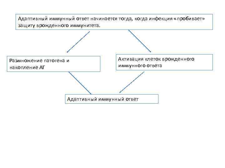 Адаптивный иммунный ответ начинается тогда, когда инфекция «пробивает» защиту врожденного иммунитета. Размножение патогена и