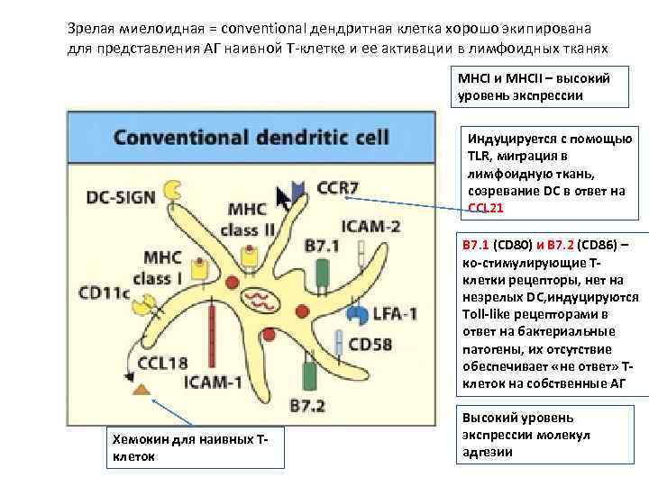 Зрелая миелоидная = conventional дендритная клетка хорошо экипирована для представления АГ наивной Т-клетке и