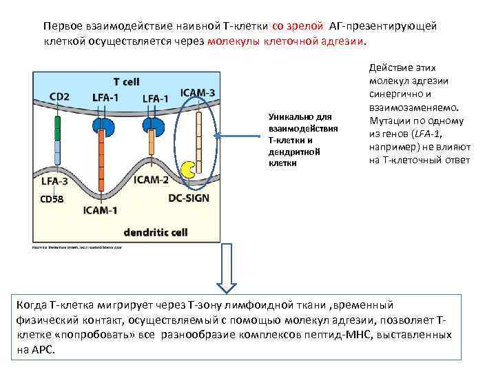 Первое взаимодействие наивной Т-клетки со зрелой АГ-презентирующей клеткой осуществляется через молекулы клеточной адгезии. Уникально