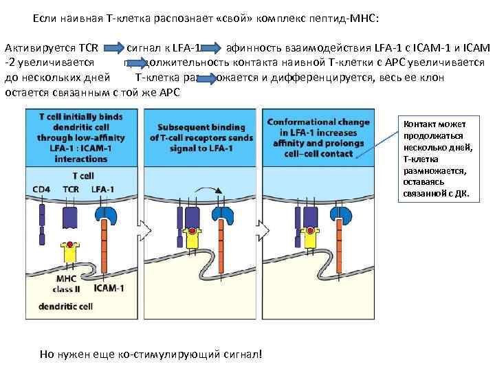 Если наивная Т-клетка распознает «свой» комплекс пептид-MHC: Активируется TCR сигнал к LFA-1 афинность взаимодействия