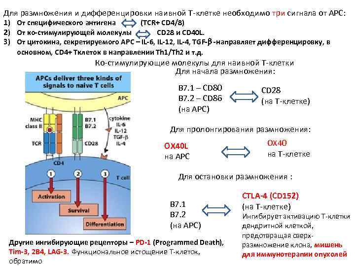 Для размножения и дифференцировки наивной Т-клетке необходимо три сигнала от APC: 1) От специфического