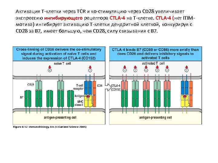 Активация Т-клетки через TCR и ко-стимуляцию через CD 28 увеличивает экспрессию ингибирующего рецептора CTLA-4