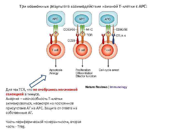 Схема возможного результата. Наивные т клетки. Развитие т клеток в тимусе. Разновидности естественных и адаптивных регуляторных т-клеток. Маркеры естественных и адаптивных регуляторных т-клеток.