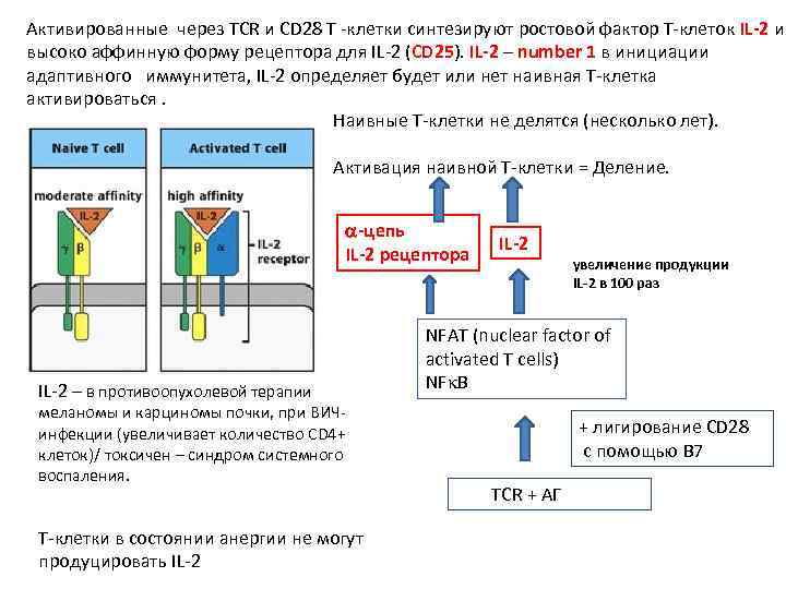 Активированные через TCR и CD 28 Т -клетки синтезируют ростовой фактор Т-клеток IL-2 и