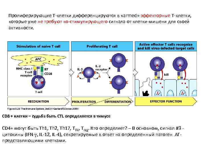 Пролиферирующие Т-клетки дифференцируются в «armed» эффекторные Т-клетки, которые уже не требуют ко-стимулирующего сигнала от