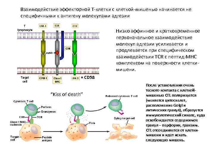 Клеточные взаимодействия. Взаимодействие вируса с клеткой мишенью. Взаимодействие т клеток и антигена. Т-В клеточные взаимодействия. Эффекторная клетка.
