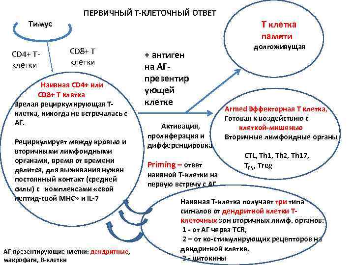 ПЕРВИЧНЫЙ Т-КЛЕТОЧНЫЙ ОТВЕТ T клетка памяти Тимус СD 4+ Tклетки CD 8+ T клетки