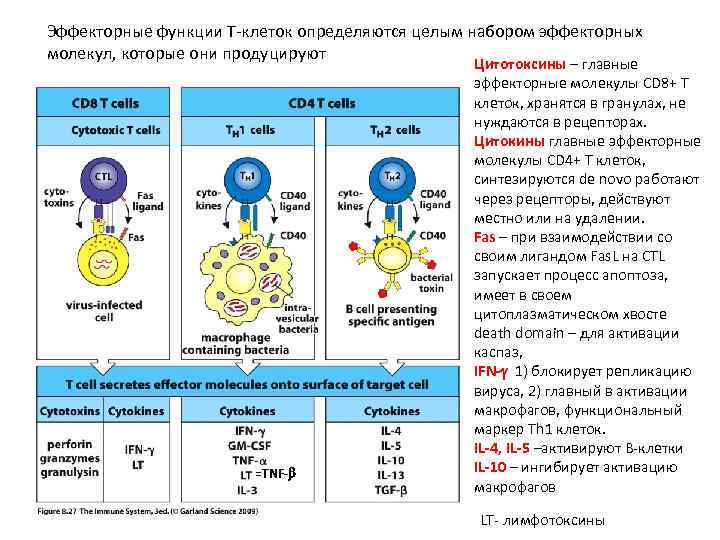 Эффекторные функции Т-клеток определяются целым набором эффекторных молекул, которые они продуцируют =TNF- Цитотоксины –
