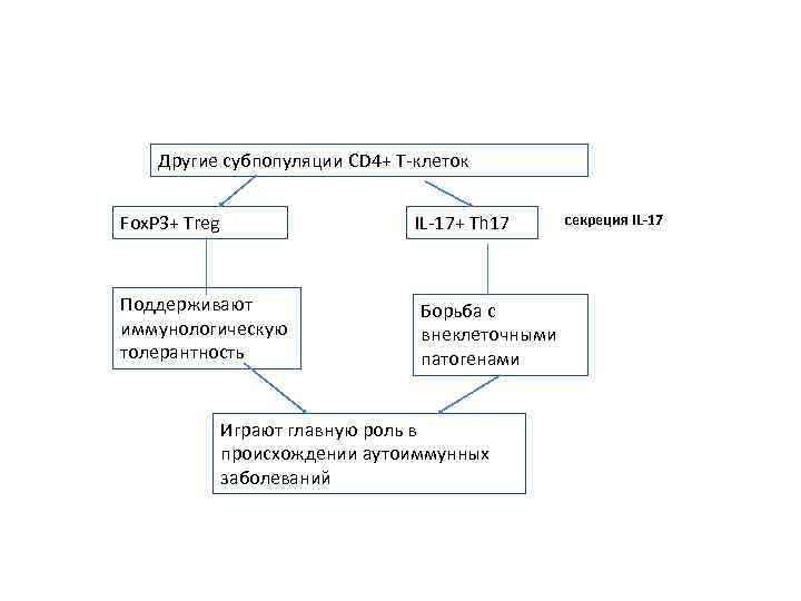 Другие субпопуляции СD 4+ T-клеток Fox. P 3+ Treg IL-17+ Th 17 Поддерживают иммунологическую