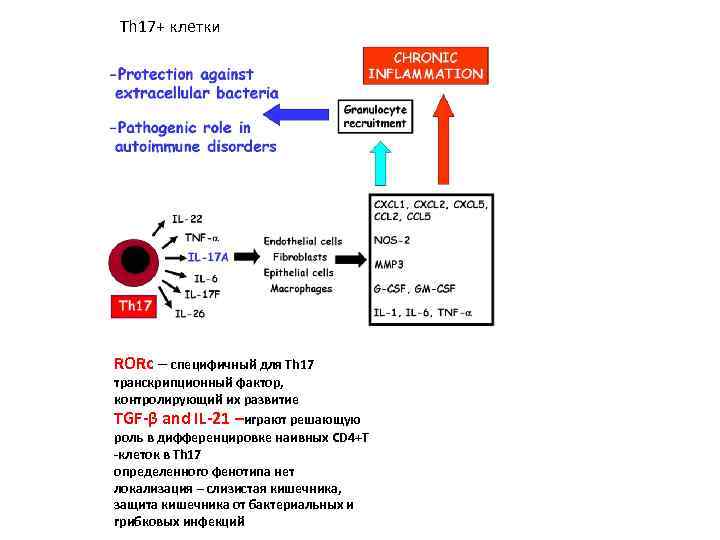 Th 17+ клетки RORc – специфичный для Th 17 транскрипционный фактор, контролирующий их развитие