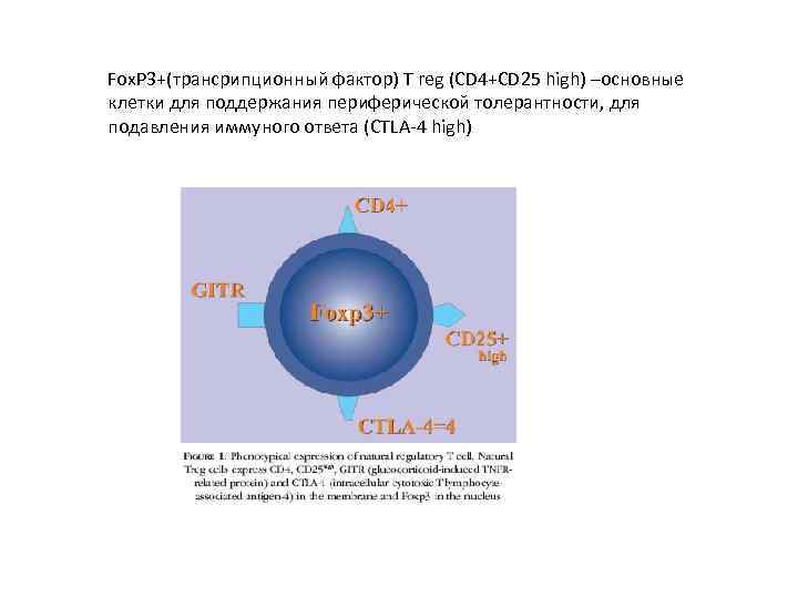 Fox. P 3+(трансрипционный фактор) T reg (CD 4+CD 25 high) –основные клетки для поддержания