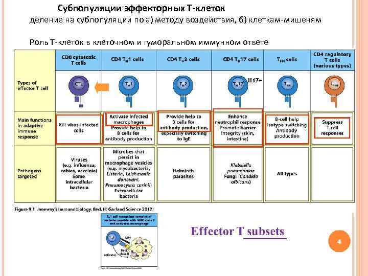 Субпопуляции эффекторных Т-клеток деление на субпопуляции по а) методу воздействия, б) клеткам-мишеням Роль Т-клеток