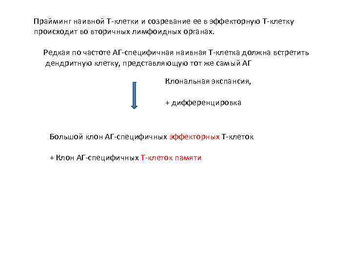 Прайминг наивной Т-клетки и созревание ее в эффекторную Т-клетку происходит во вторичных лимфоидных органах.