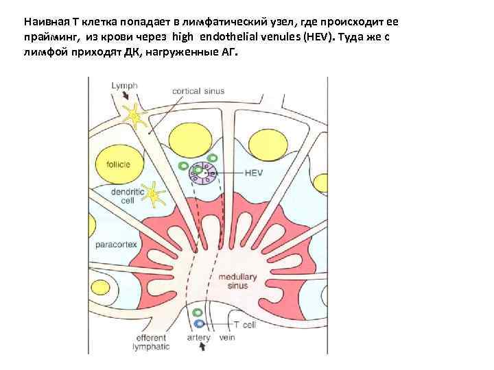 Наивная Т клетка попадает в лимфатический узел, где происходит ее прайминг, из крови через