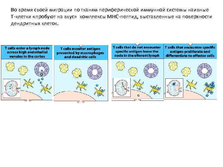 Во время своей миграции по тканям периферической иммунной системы наивные Т-клетки «пробуют на вкус»