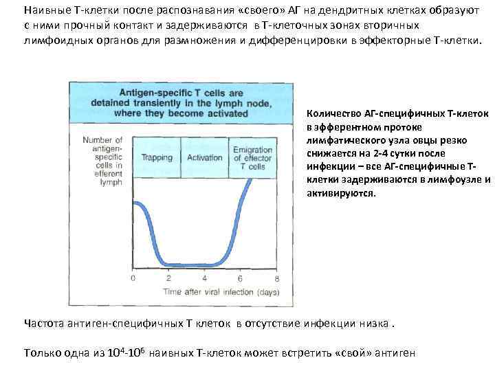 Адаптивный ответ