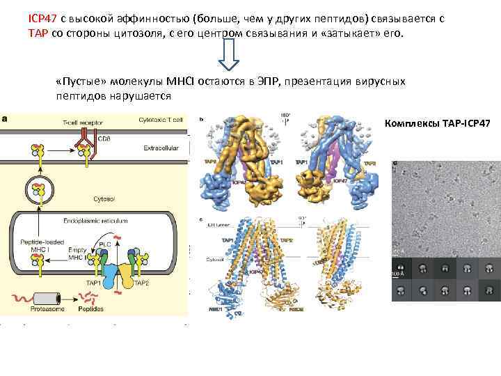 ICP 47 с высокой аффинностью (больше, чем у других пептидов) связывается с TAP со