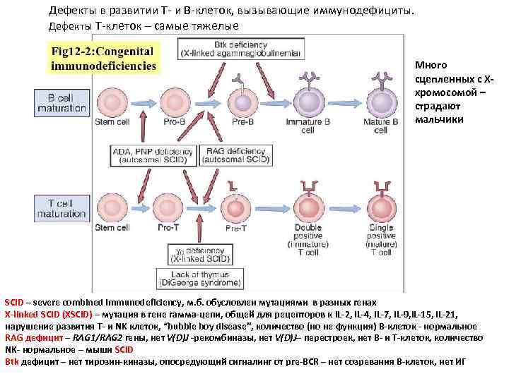 Дефекты в развитии Т- и В-клеток, вызывающие иммунодефициты. Дефекты Т-клеток – самые тяжелые Много