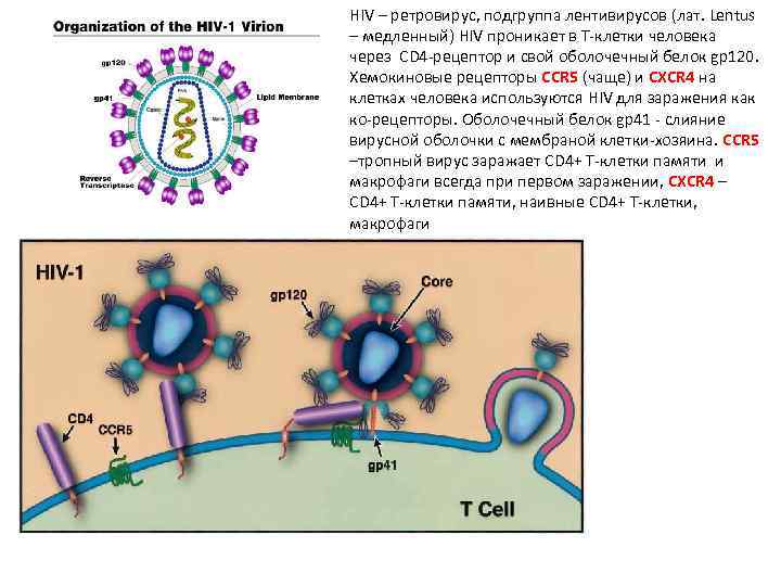 HIV – ретровирус, подгруппа лентивирусов (лат. Lentus – медленный) HIV проникает в Т-клетки человека