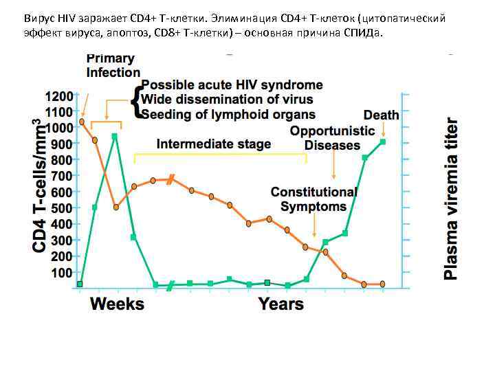 Вирус HIV заражает CD 4+ Т-клетки. Элиминация CD 4+ Т-клеток (цитопатический эффект вируса, апоптоз,