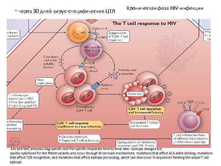 ~ через 30 дней вирус-специфические ЦТЛ Хроническая фаза HIV-инфекции Env and Nef, whereas Gag-specific