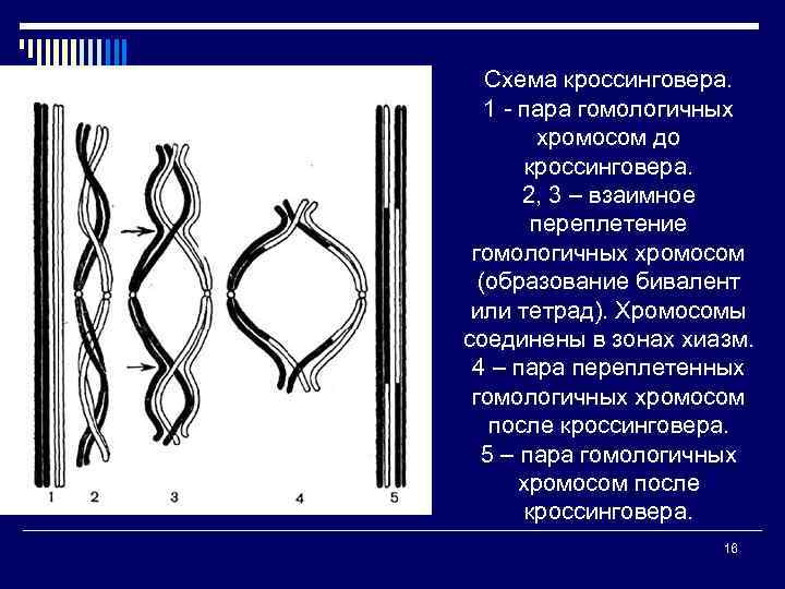 Бивалент образованный тремя парами гомологичных хромосом. Схема кроссинговера хромосом. Хиазмы кроссинговер. Хиазмы хромосом. Хиазмы это в генетике.