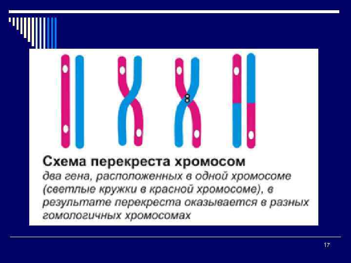 Идентичные участки гомологичных хромосом. Хромосомная теория наследственности. Схема перекреста хромосом. Перекрест хромосом это. Схема перекреста гомологичных хромосом.