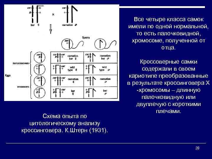 Все четыре класса самок имели по одной нормальной, то есть палочковидной, хромосоме, полученной от