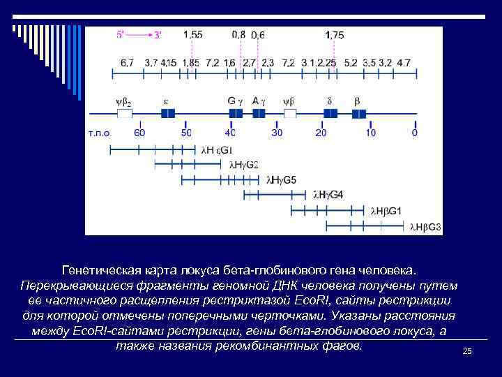 Генетическая карта локуса бета-глобинового гена человека. Перекрывающиеся фрагменты геномной ДНК человека получены путем ее