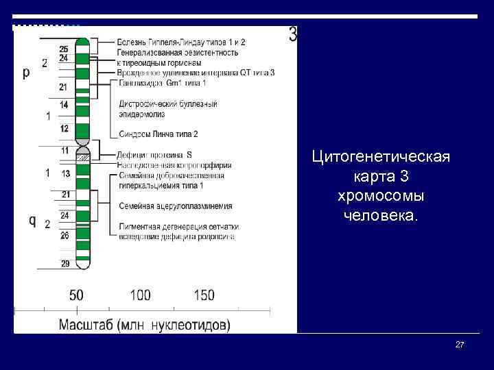 Цитогенетическая карта 3 хромосомы человека. 27 