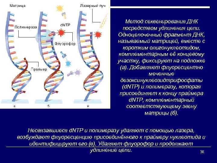 Метод секвенирования ДНК посредством удлинения цепи. Одноцепочечный фрагмент ДНК, называемый матрицей, вместе с коротким