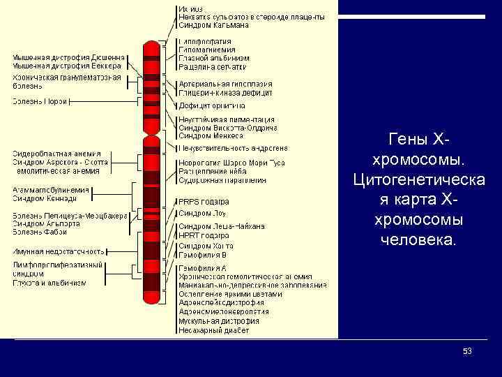 Гены Ххромосомы. Цитогенетическа я карта Ххромосомы человека. 53 