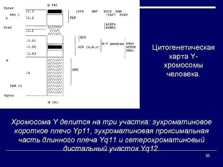 Цитогенетическая карта Yхромосомы человека. Хромосома Y делится на три участка: эухроматиновое короткое плечо Yp