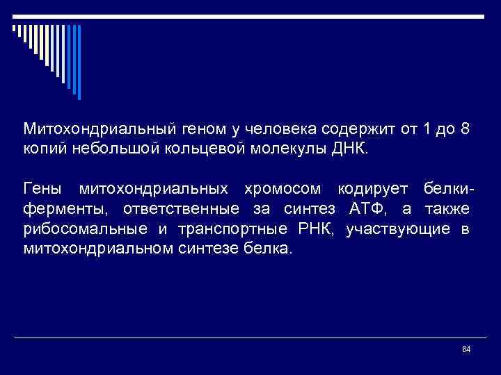 Митохондриальный геном у человека содержит от 1 до 8 копий небольшой кольцевой молекулы ДНК.