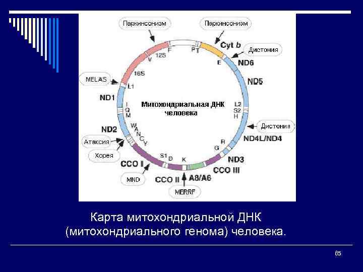 Карта митохондриальной ДНК (митохондриального генома) человека. 65 