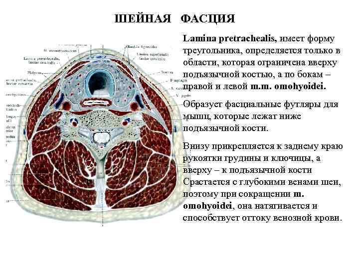 ШЕЙНАЯ ФАСЦИЯ Lamina pretrachealis, имеет форму треугольника, определяется только в области, которая ограничена вверху