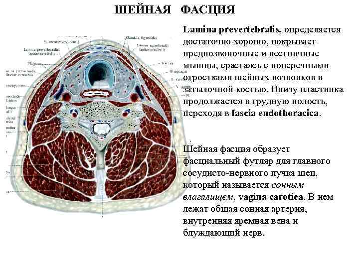 ШЕЙНАЯ ФАСЦИЯ Lamina prevertebralis, определяется достаточно хорошо, покрывает предпозвоночные и лестничные мышцы, срастаясь с