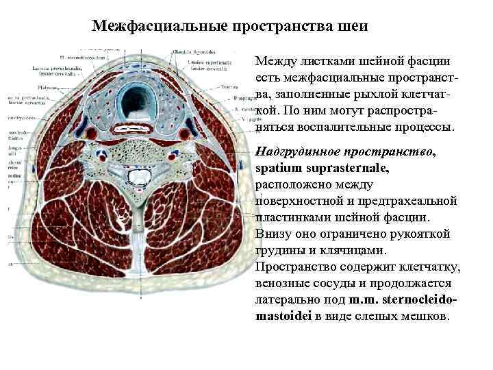 Межфасциальные пространства шеи Между листками шейной фасции есть межфасциальные пространства, заполненные рыхлой клетчаткой. По