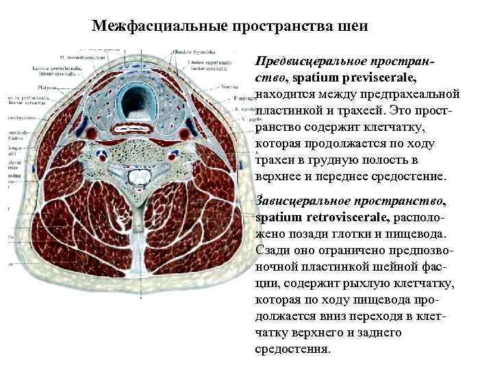 Межфасциальные пространства шеи Предвисцеральное пространство, spatium previscerale, находится между предтрахеальной пластинкой и трахеей. Это