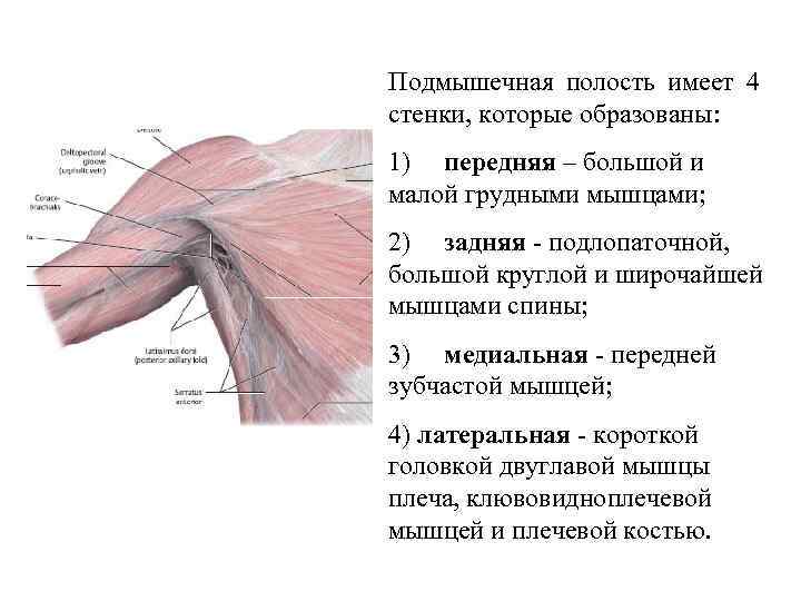 Подмышечная полость имеет 4 стенки, которые образованы: 1) передняя – большой и малой грудными