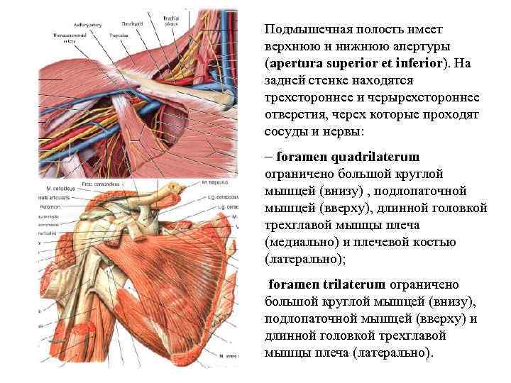 Подмышечная полость имеет верхнюю и нижнюю апертуры (apertura superior et inferior). На задней стенке