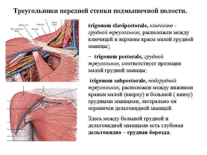 Треугольники передней стенки подмышечной полости. trigonum clavipectorale, ключично грудной треугольник, расположен между ключицей и