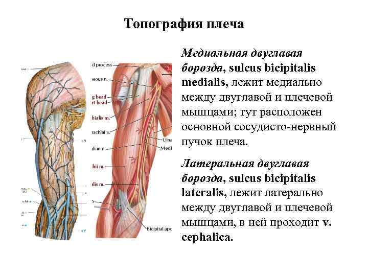 Топография плеча Медиальная двуглавая борозда, sulcus bicipitalis medialis, лежит медиально между двуглавой и плечевой