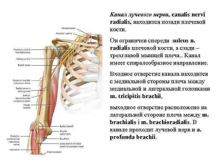 Канал лучевого нерва, canalis nervi radialis, находится позади плечевой кости. Он ограничен спереди sulcus