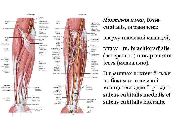 Локтевая ямка, fossa cubitalis, ограничена: вверху плечевой мышцей, внизу - m. brachioradialis (латерально) и