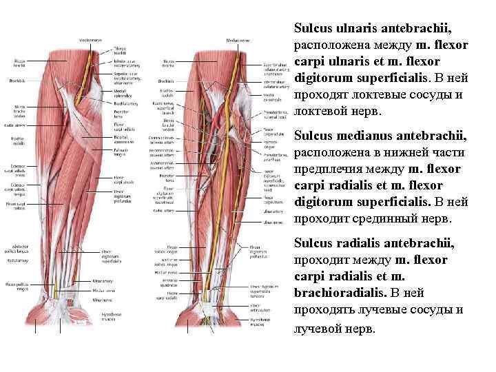 Sulcus ulnaris antebrachii, расположена между m. flexor carpi ulnaris et m. flexor digitorum superficialis.