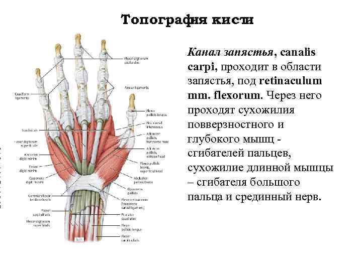 Топограф кист ия и Канал запястья, canalis carpi, проходит в области запястья, под retinaculum