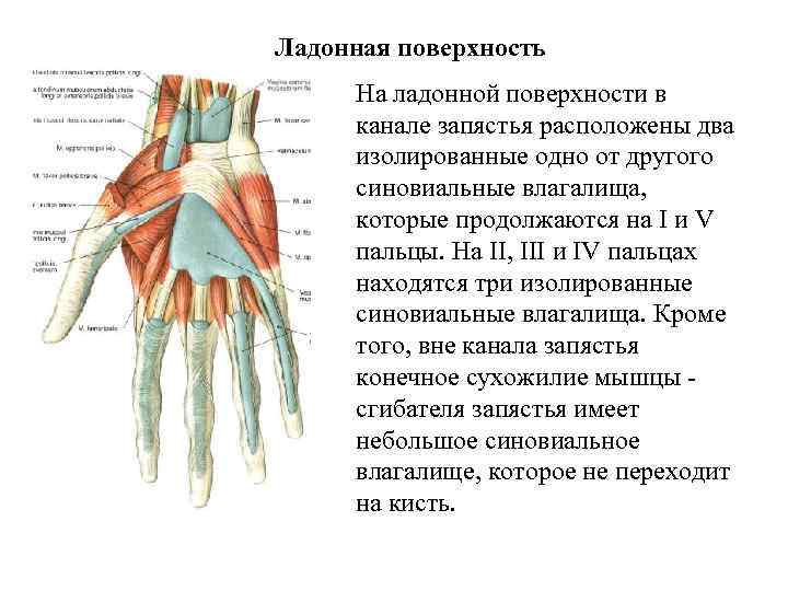 Ладонная поверхность На ладонной поверхности в канале запястья расположены два изолированные одно от другого