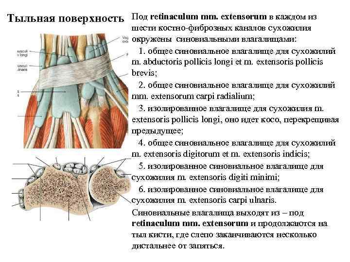 Тыльная поверхность Под retinaculum mm. extensorum в каждом из шести костно-фиброзных каналов сухожилия окружены