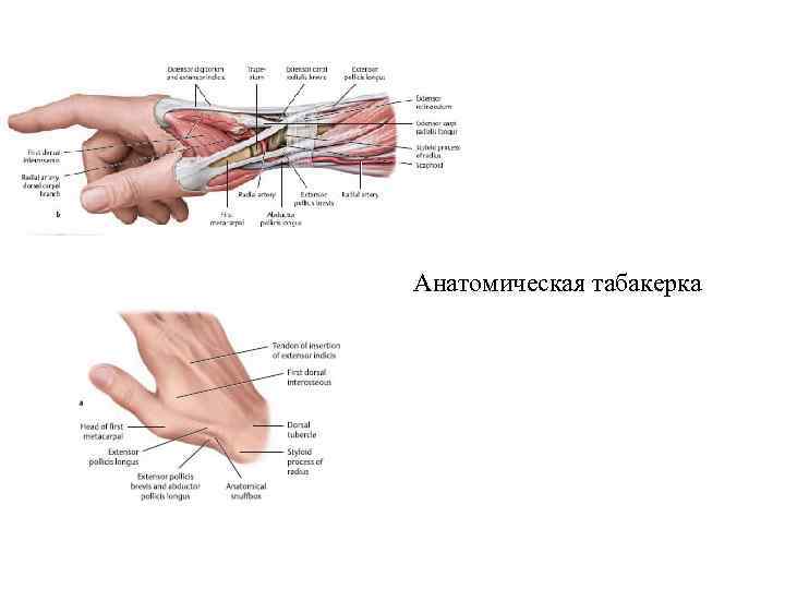 Анатомическая табакерка 